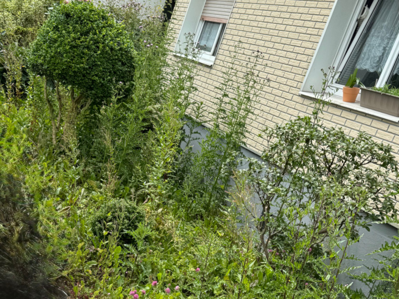 Stark verunkrautetes Beet mit überwuchernden Pflanzen