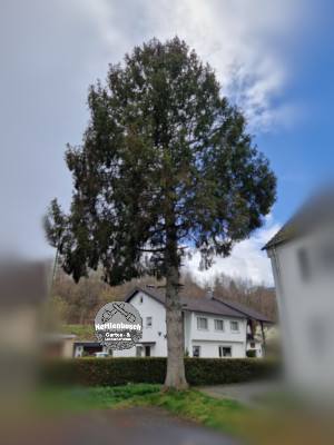 Baumfällarbeiten vom Fachbetrieb GALABAU Nettlenbusch