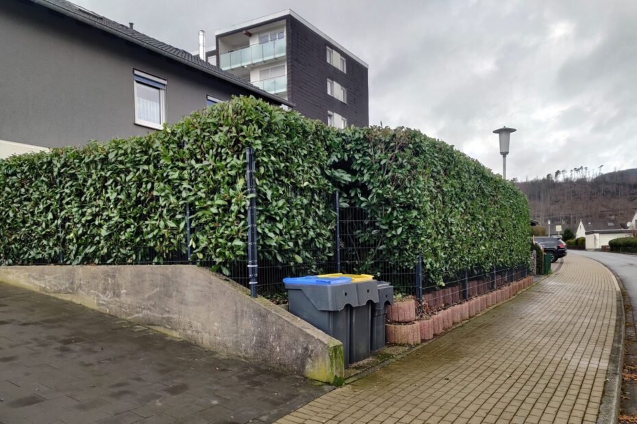 Hecke schneiden mit uns ganz einfach